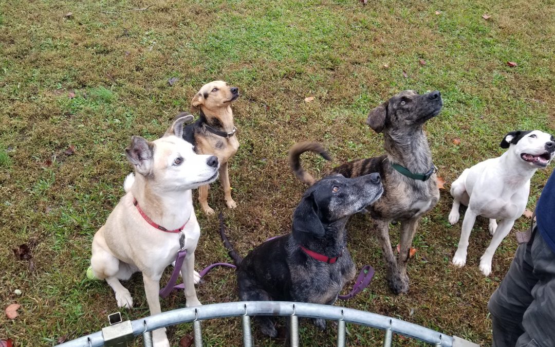 Bella, Pepper, Sage, Daisy, Basil